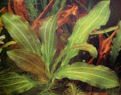 Echinodorus osiris